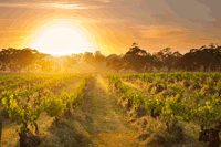 Barossa Valley Vineyards 1920X800