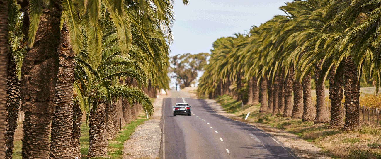 Avenue of Palms, Seppeltsfield