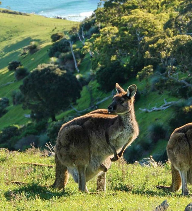 Things to do in the Fleurieu Peninsula 