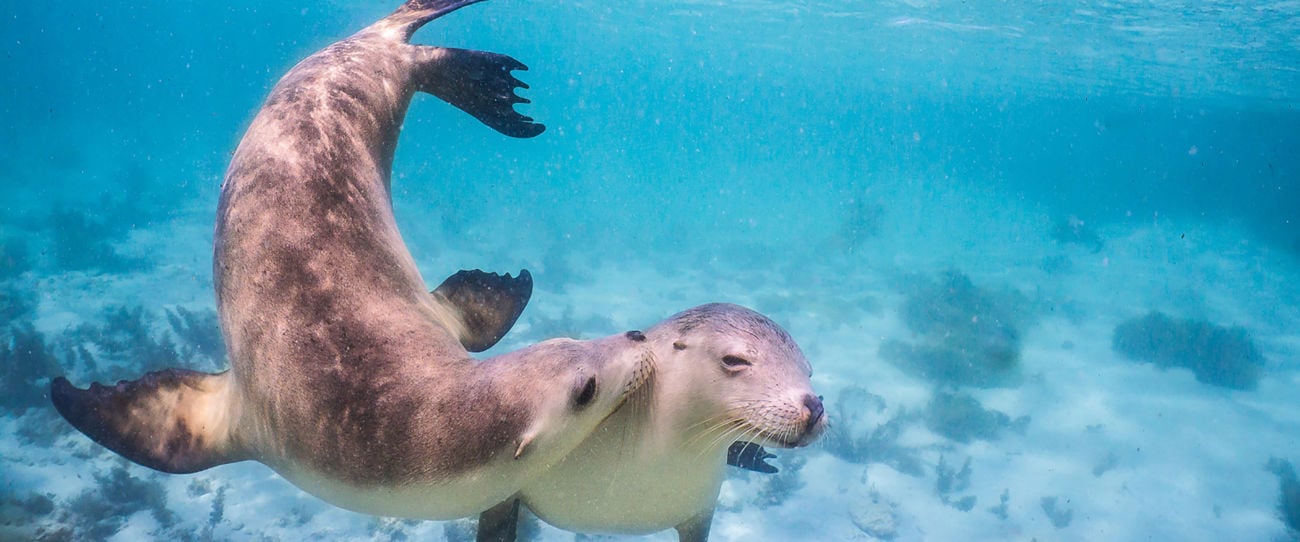 Baird Bay, Eyre Peninsula