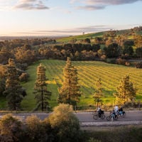 Group of people cycling through Eden Valley surrounded by rolling vines and trees