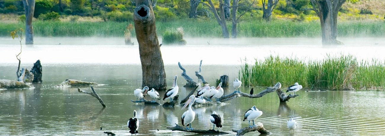 Birdlife in the Riverland