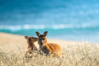 Cape Willoughby, Kangaroo Island