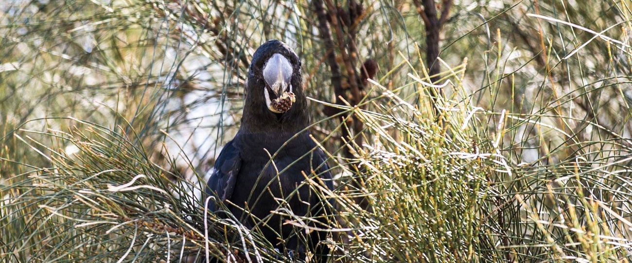 Glossy black cockatoo, Kangaroo Island