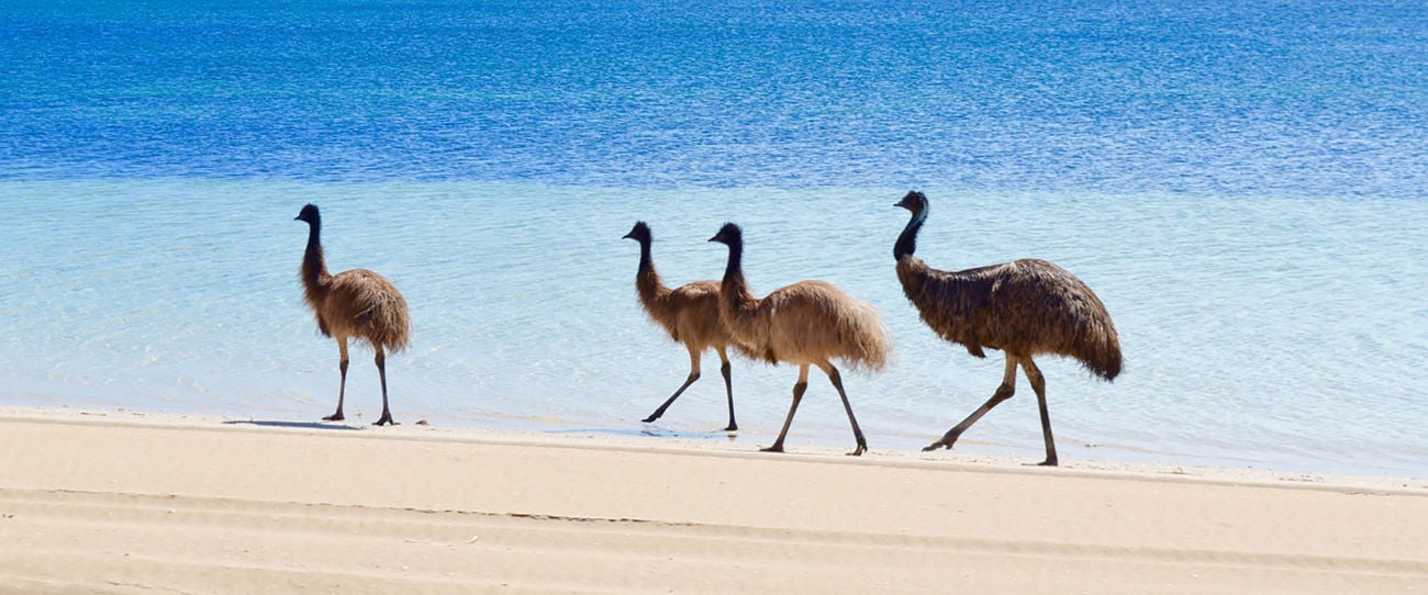 Coffin Bay, Eyre Peninsula