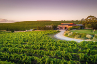 Coriolevineyards Mclaren Vale 2028X1347