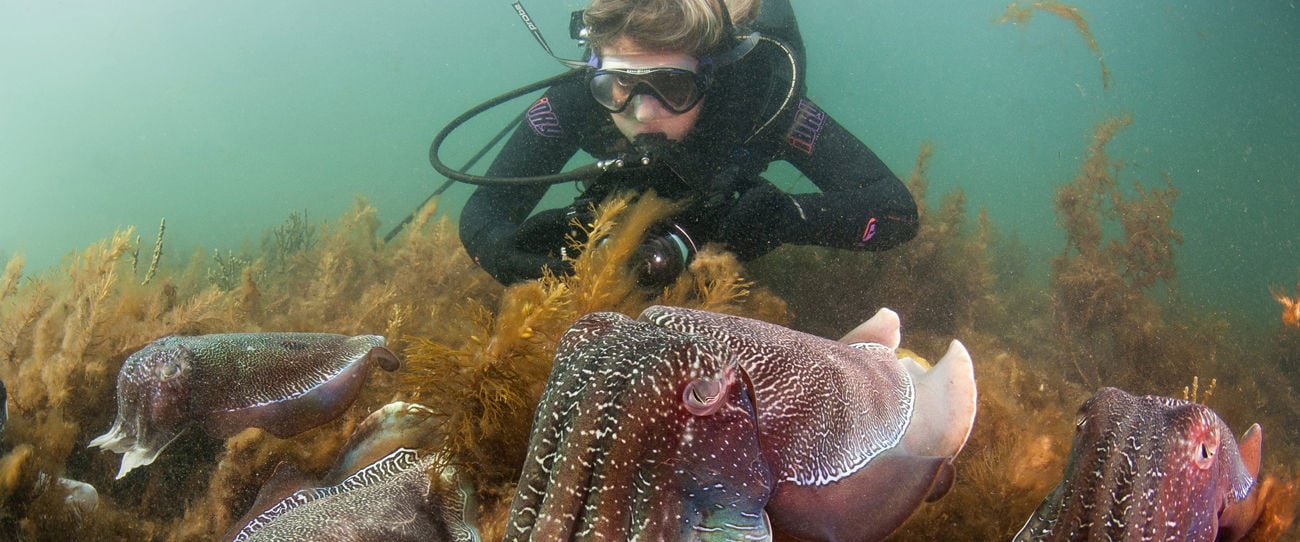 Swimming with Cuttlefish, Eyre Peninsula