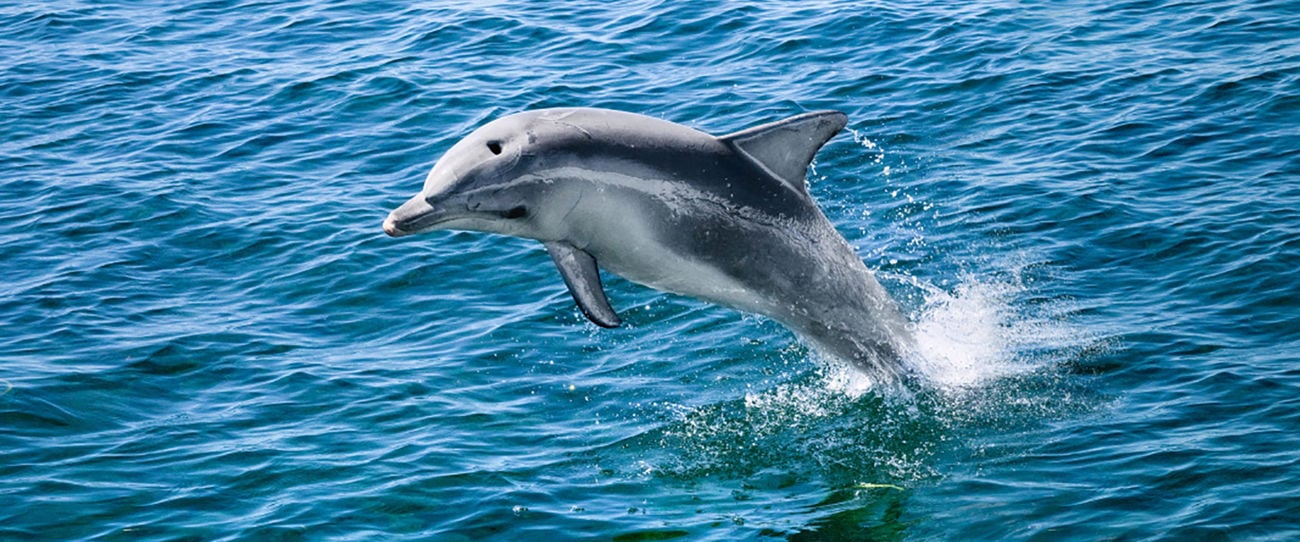 Dolphins, Kangaroo Island