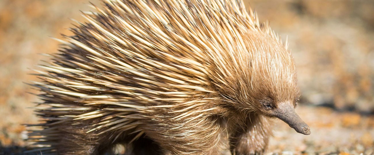 Echidna, Kangaroo Island