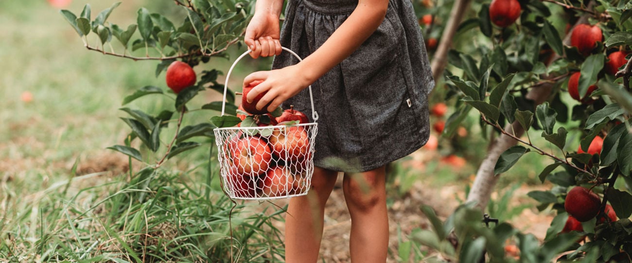 Apple picking