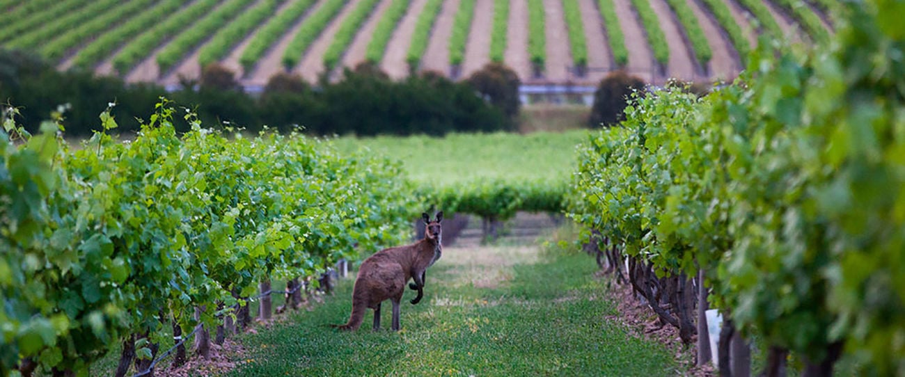 Hayes Family Wines, Barossa