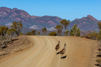 Ikara Flinders Ranges National Park, Flinders Ranges