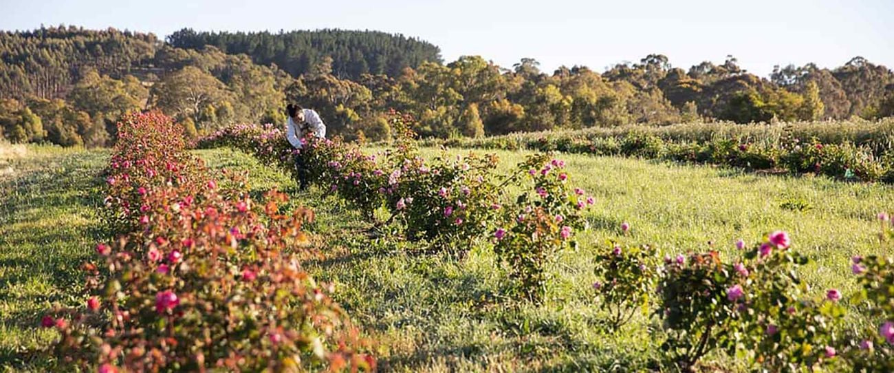 Jurlique Farm, Adelaide Hills