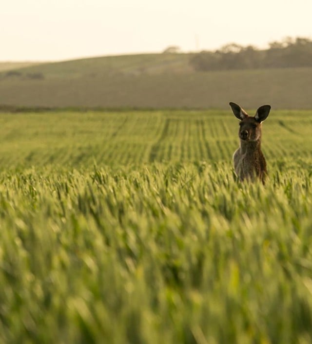 Clare Valley