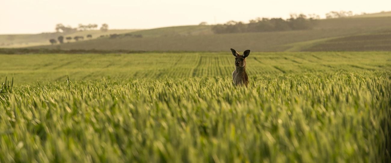 Kangaroo, Clare Valley