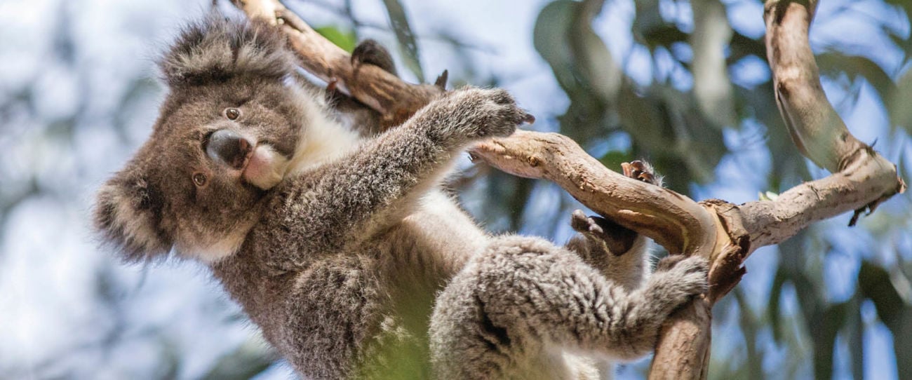 Koala at Hanson Bay Wildlife Sanctuary