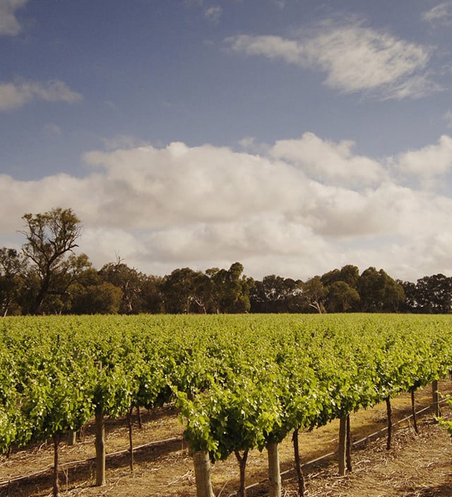 Langhorne Creek