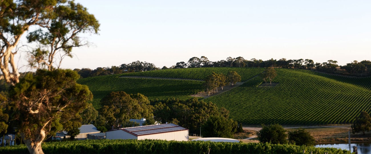 Longview Vineyard