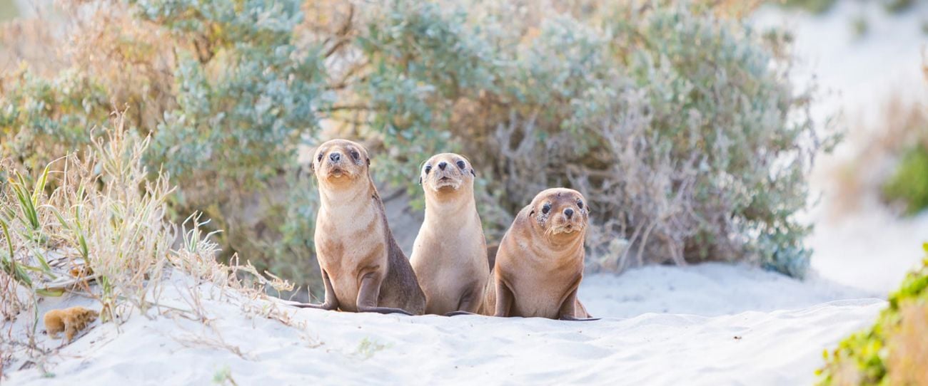 Seal Bay Conservation Park, Kangaroo Island