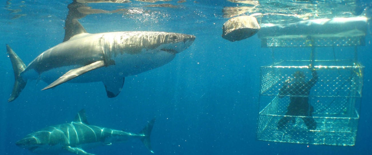 Shark Cage Diving, Eyre Peninsula