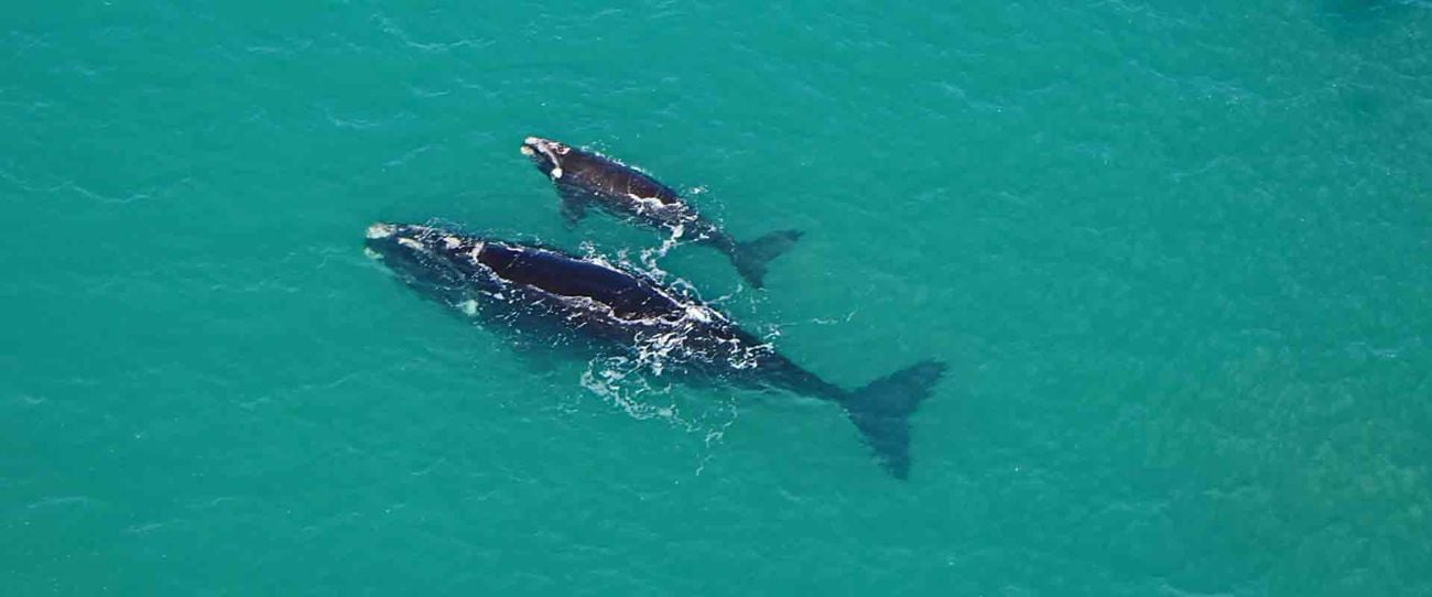 Southern right whale, Kangaroo Island