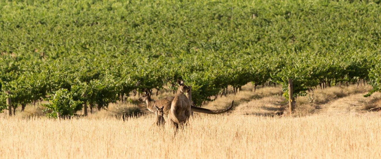 Taylors Wines, Clare Valley