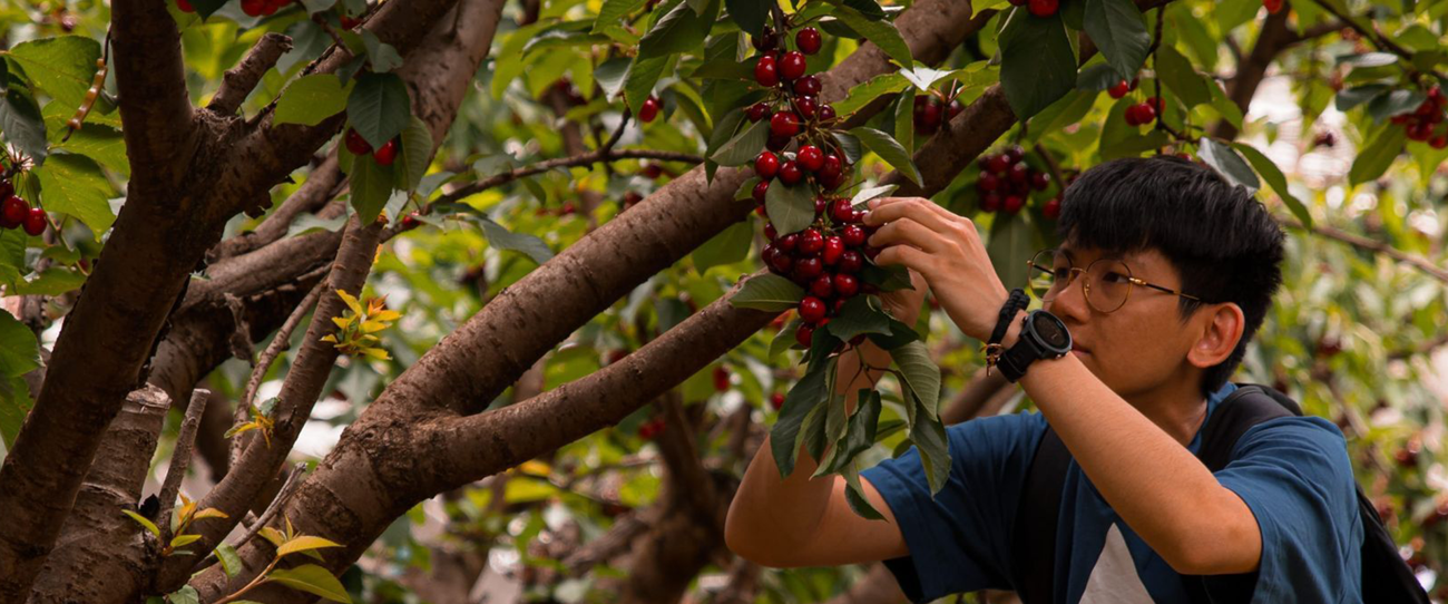 Stella Creek Cherries