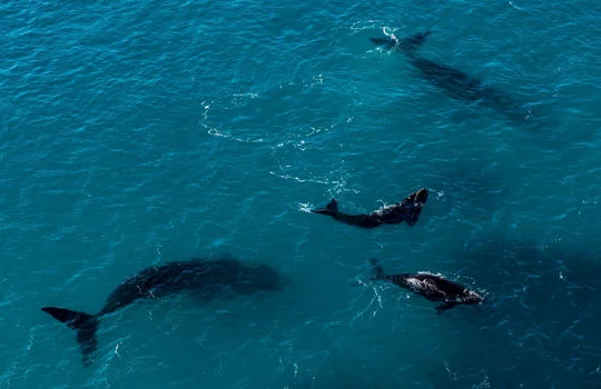 Guide to winter wildlife watching